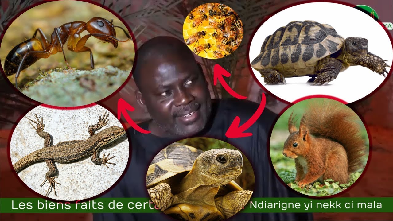 NDIARIGNE LOU MASSOUL XAM CI MALA YI (ANIMAUX) PAR SERIGNE MALICK GUEYE