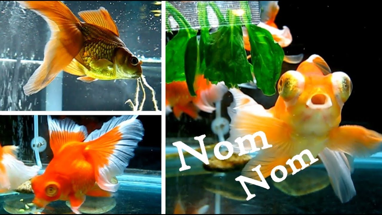 Goldfish Food Frenzy!