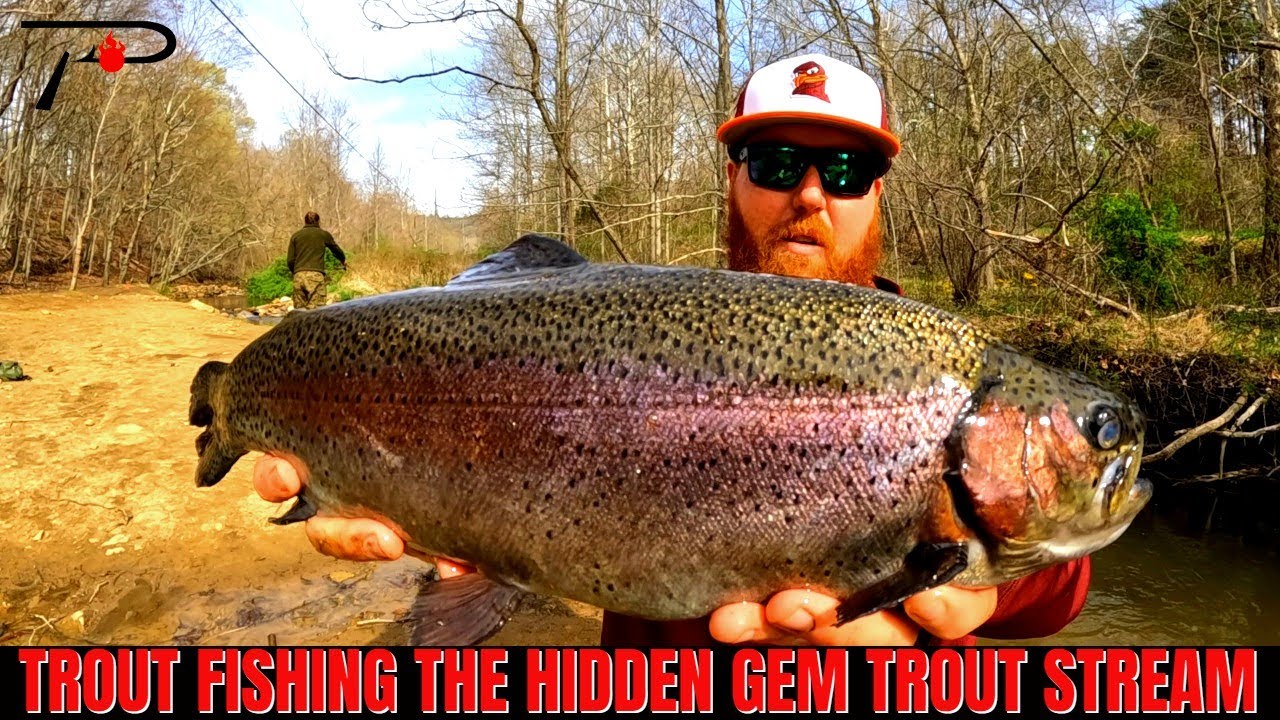 Trout Fishing The Hidden Gem Trout Stream