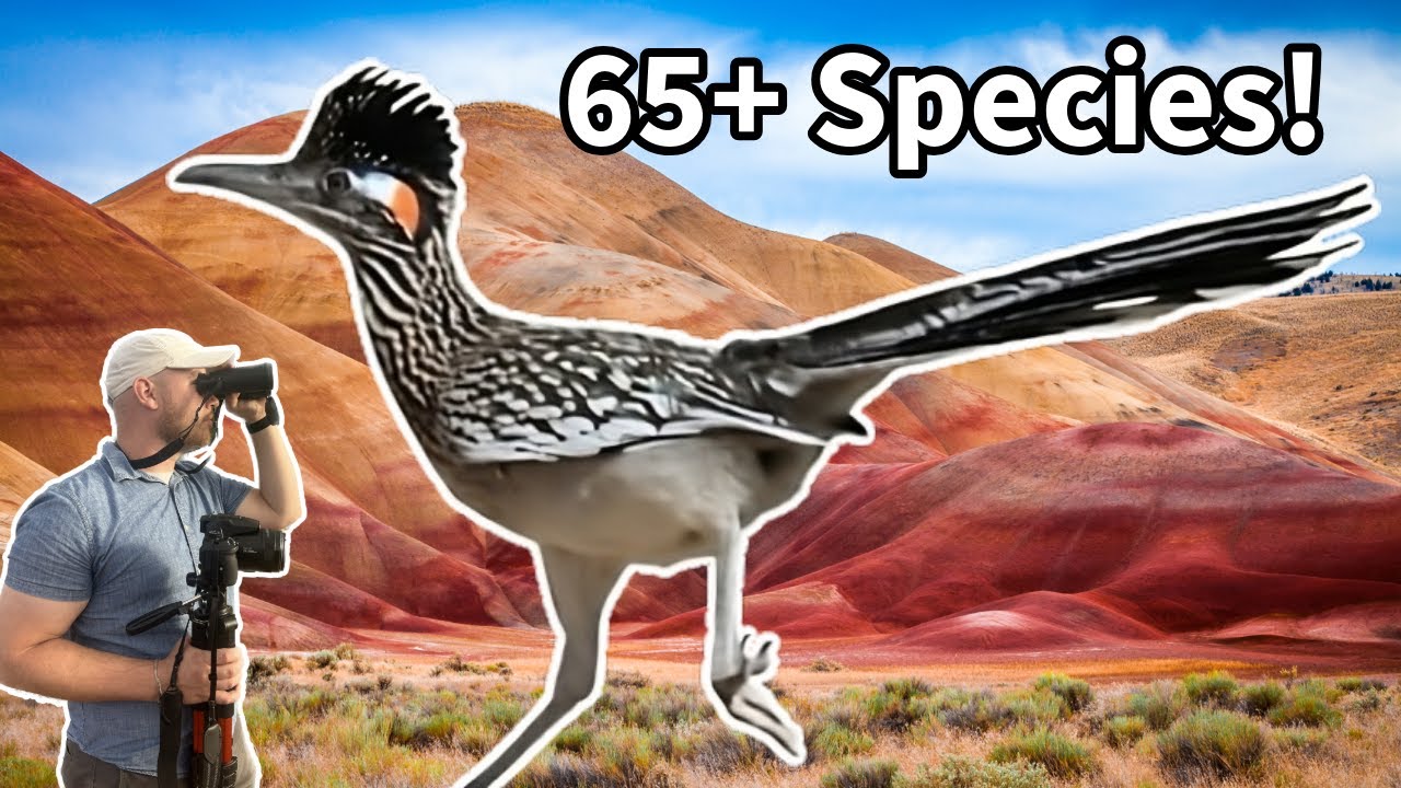 Seeing 65+ species on October Big day!