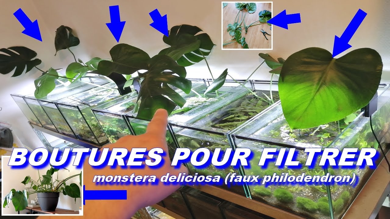 Bouture plantes pour FILTRER ton aquarium naturel sans filtre (low tech) ! Pascal Aquariums Naturels