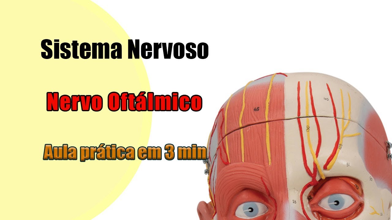 Nervo Trigêmeo - Nervo Oftálmico - Neuroanatomia - Anatomia - Anatomia Humana