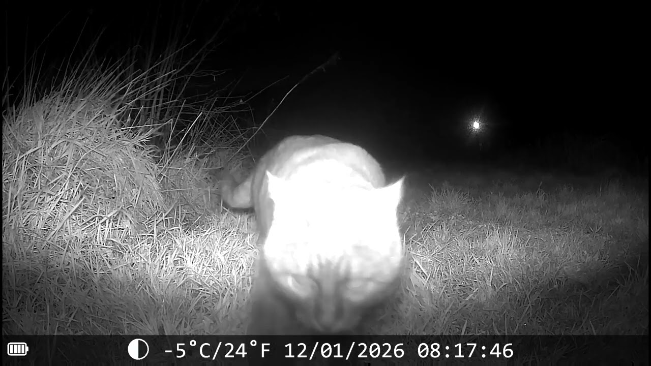 Les animaux de mon jardin (Le chat sauvage)