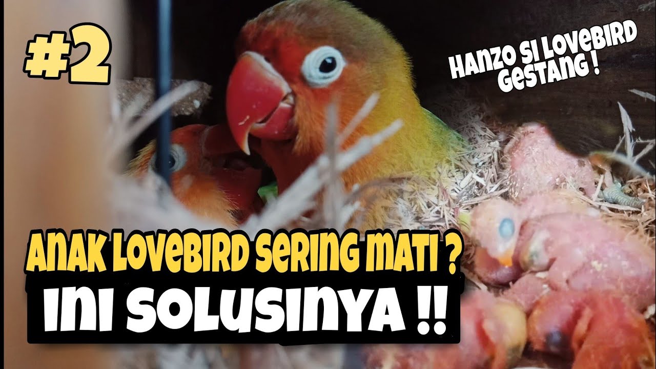 Cara Saya Merawat Anakan Lovebird Supaya Anakan Hidup semua - Ternak Lovebird