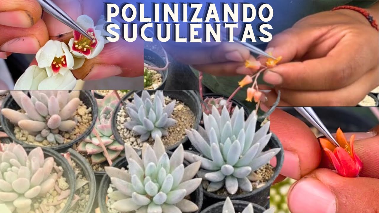Como polinizar MILES de SUCULENTAS ?