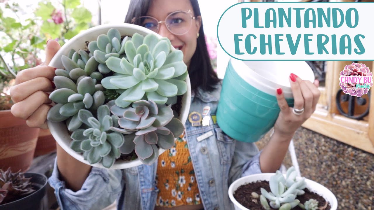 Trasplantando ECHEVERIAS a macetas individuales│Candy Bu