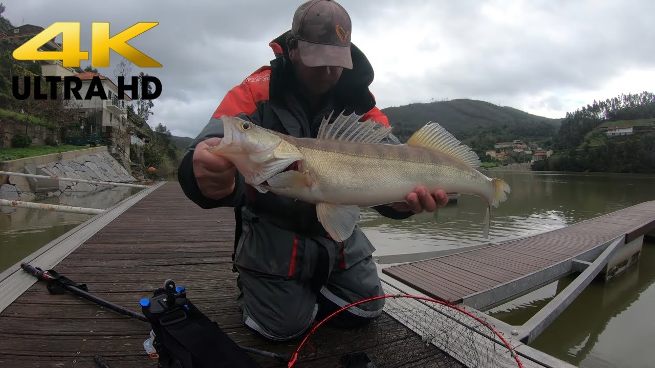 Tutorial de pesca ao Lucioperca (4K ULTRA HD)