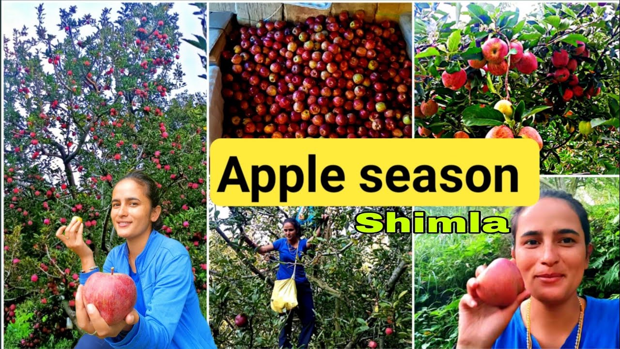 Apple Orchard in Shimla 🍎🍏 || Apple orchard || Harvesting + Grading || Apple farm || Girl from North