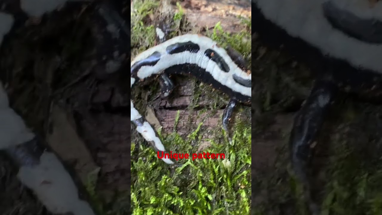 Unique pattern on marbled salamander 