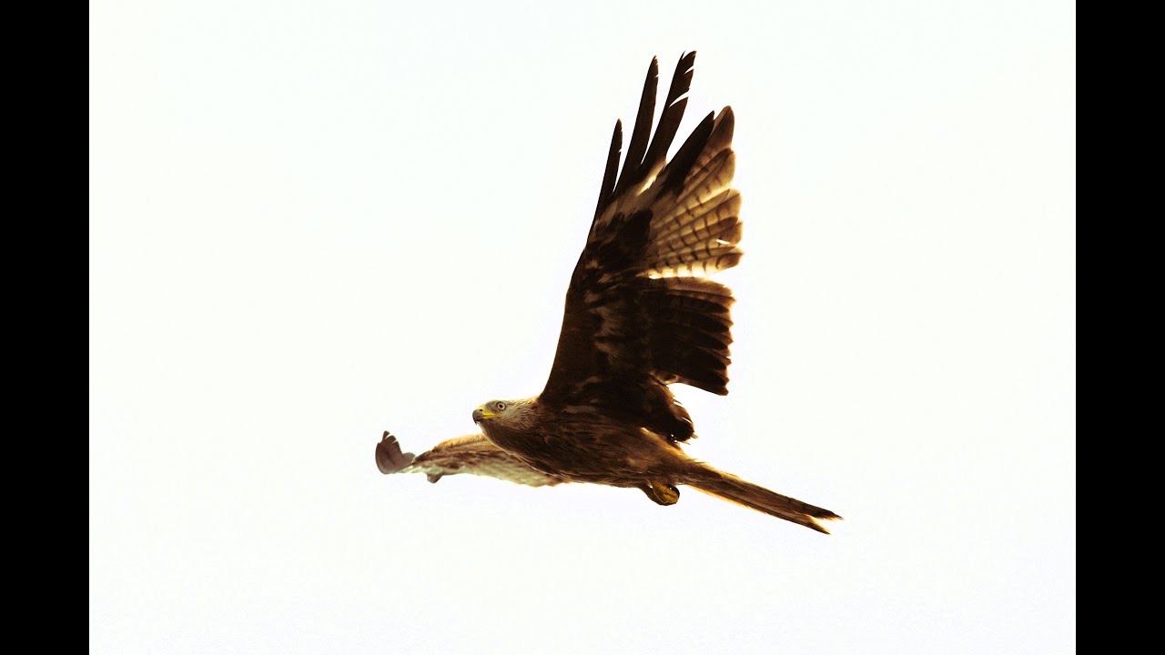Near Miss In a Suburban Garden