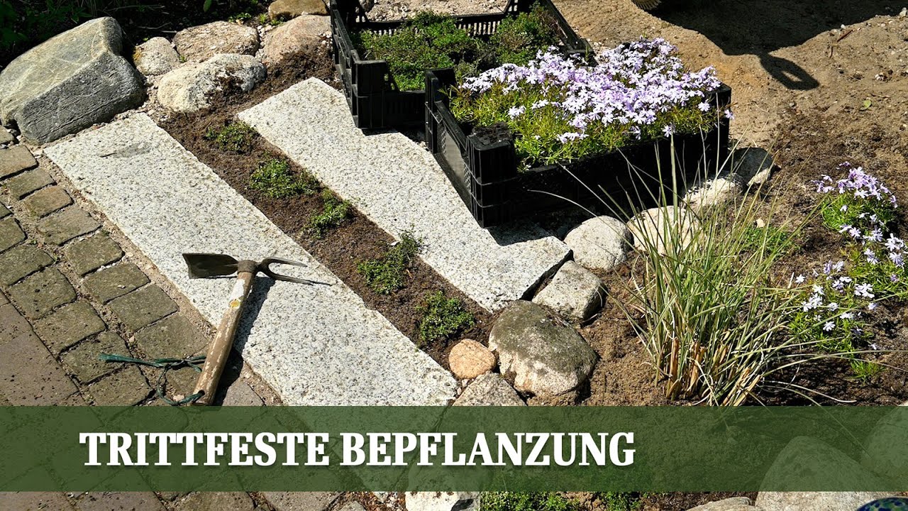 Die perfekte Lösung für Pflasterfugen und als Rasenersatz  - Trittfeste Bepflanzung im Überblick