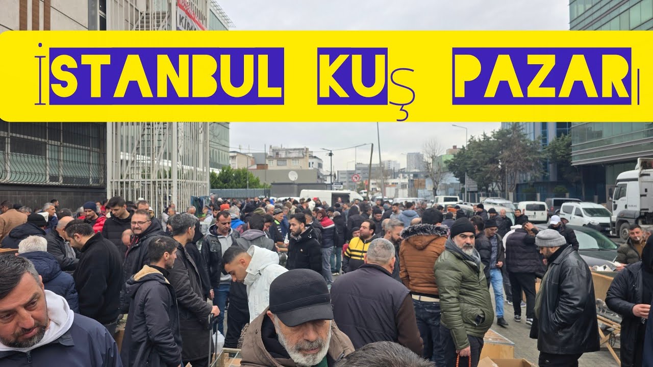 İSTANBUL KUŞ PAZARI#taklacı#güvercin #oyunkuşu#pigeon#tavuk#papaganlar 