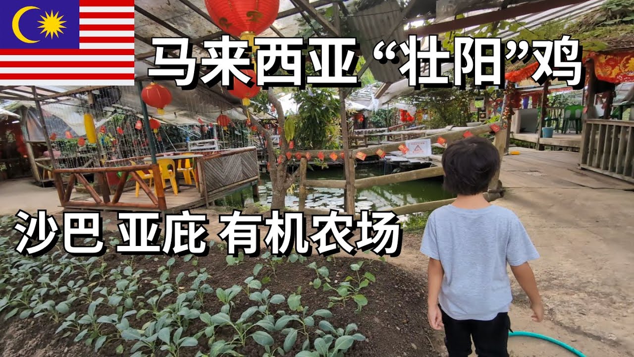 沙巴有机农场