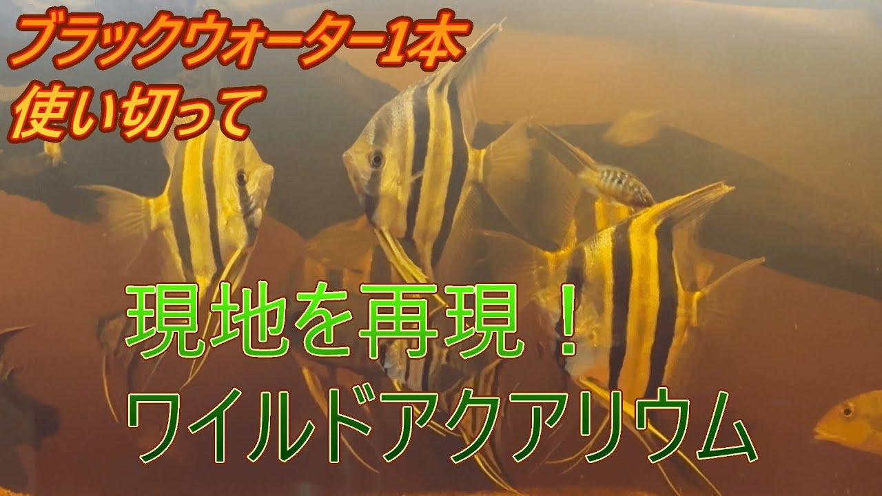 アルタムエンゼルの生息地を再現