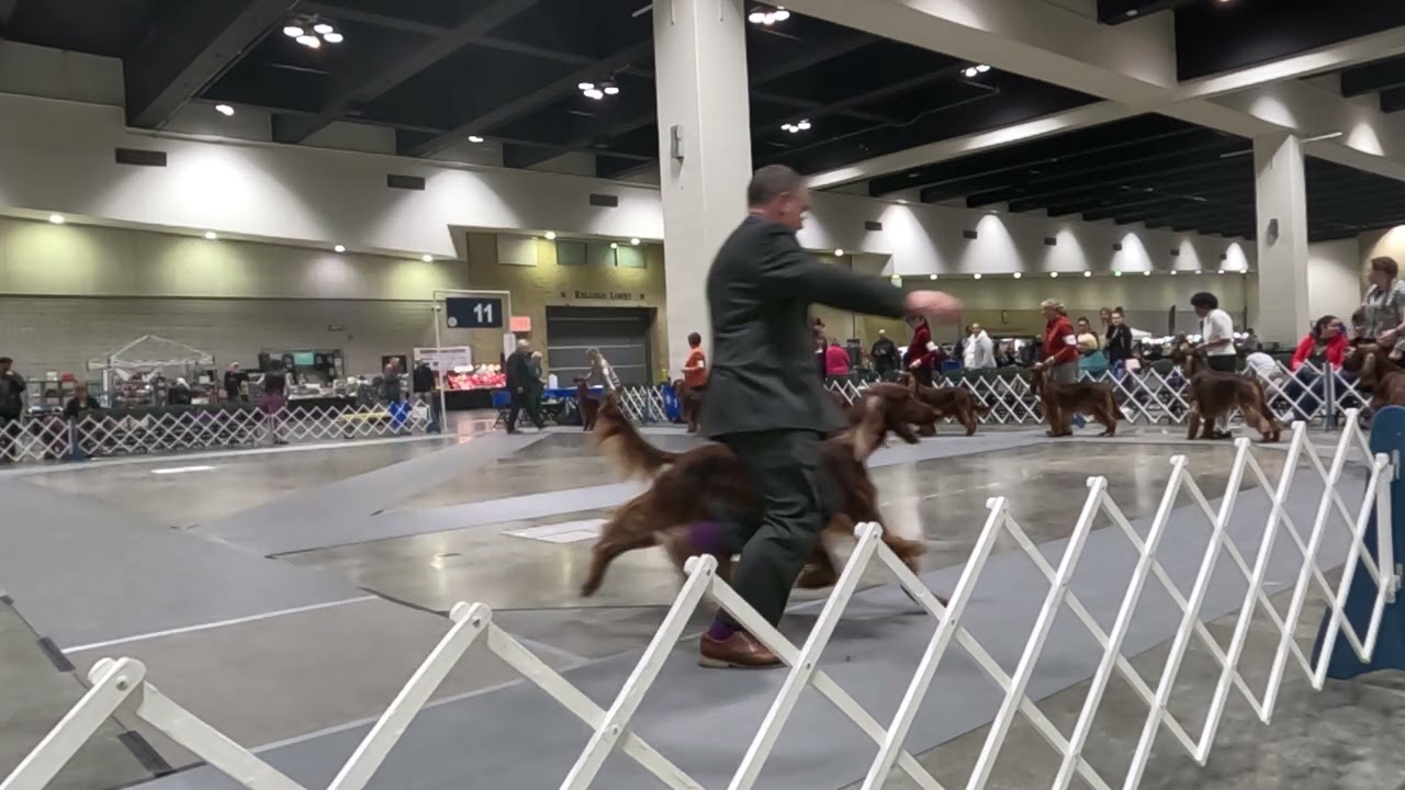 Irish Setter Best of Breed Land O'Lakes Jan 4th 2026