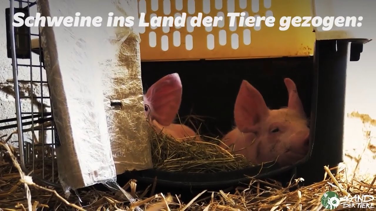 Alles Gute zum 6. Rettungstag, Anni & Rosalie! 🐽 ❤