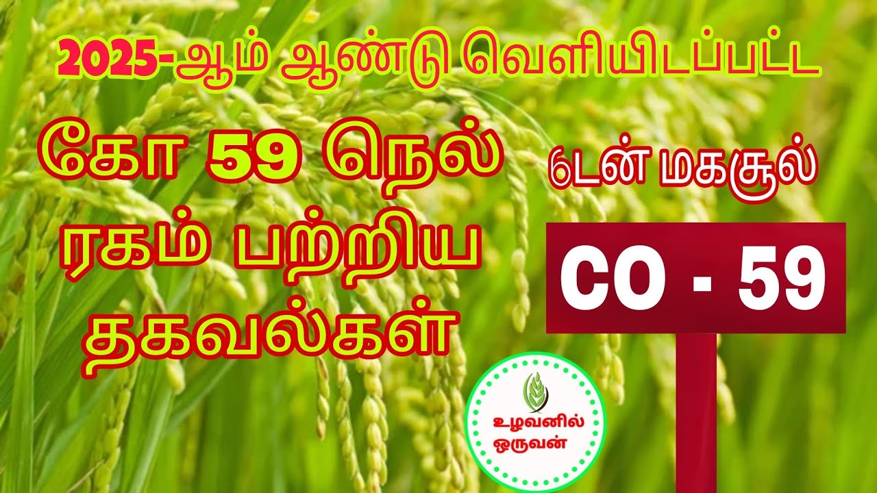 #உழவனில்ஒருவன் கோ - 59 ( CO-59 ) நெல் ரகம் பற்றிய தகவல்கள்.... #2025paddyseeds