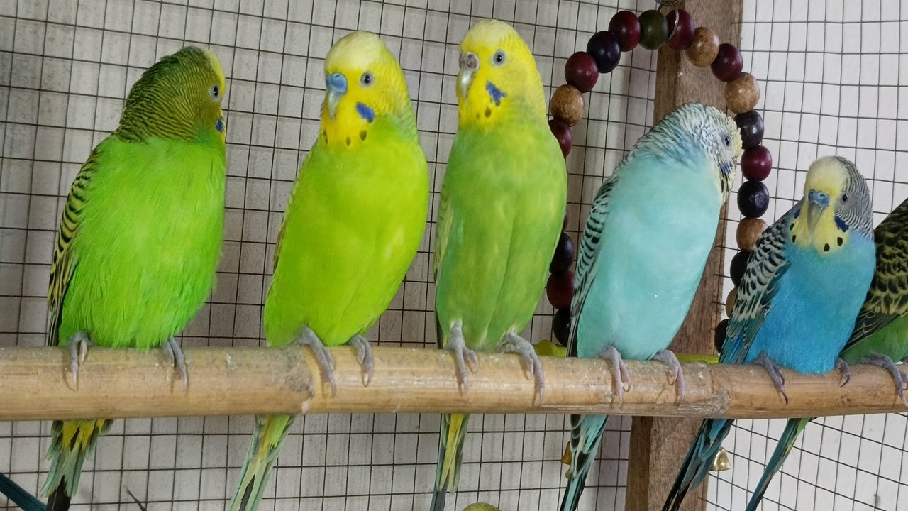 12 Hours of Happy Budgie Sounds 🐦 | Natural Chirping to Calm & Comfort Birds