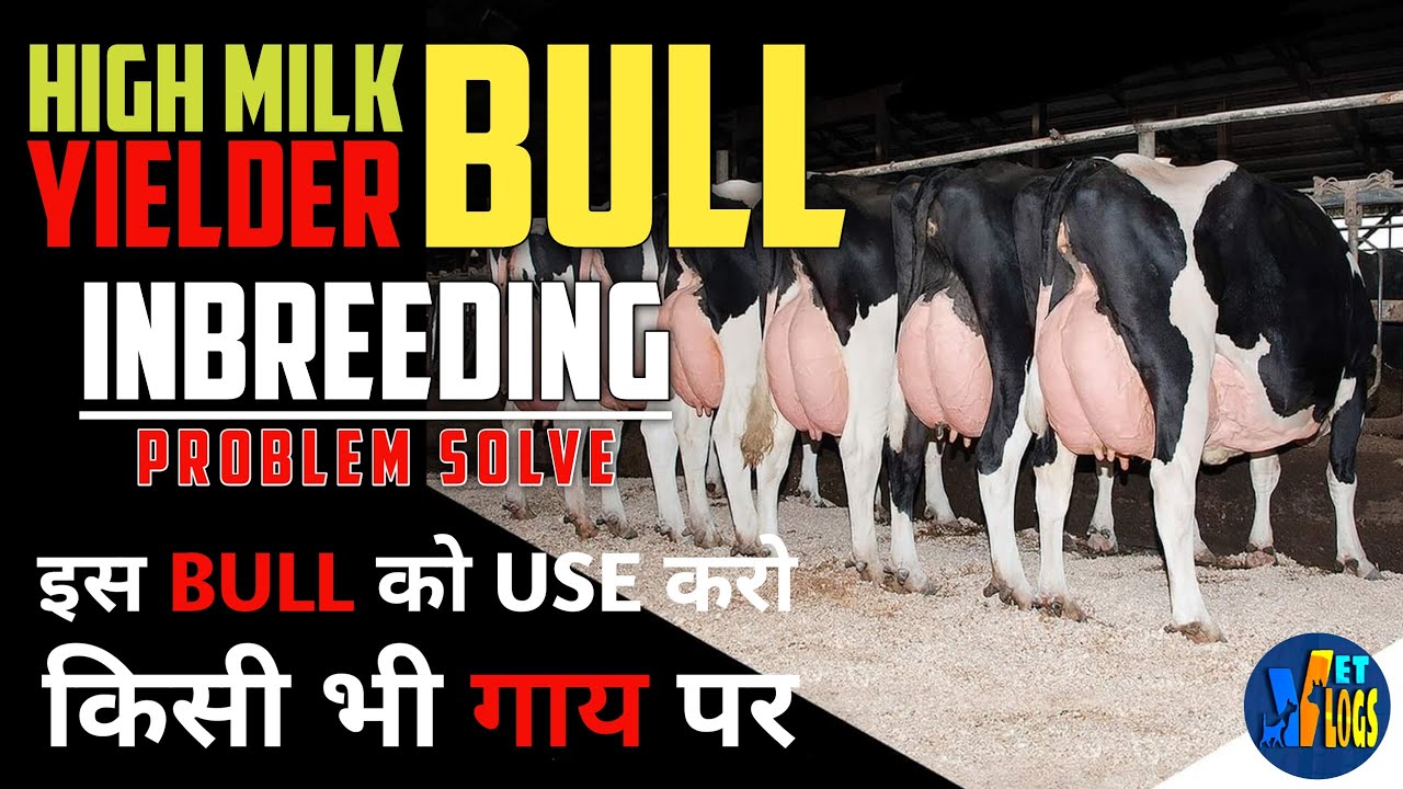 Highest Milk Record Bull 20,000kg || HF-40432  Midnight || Outbreeding || VetVlogs