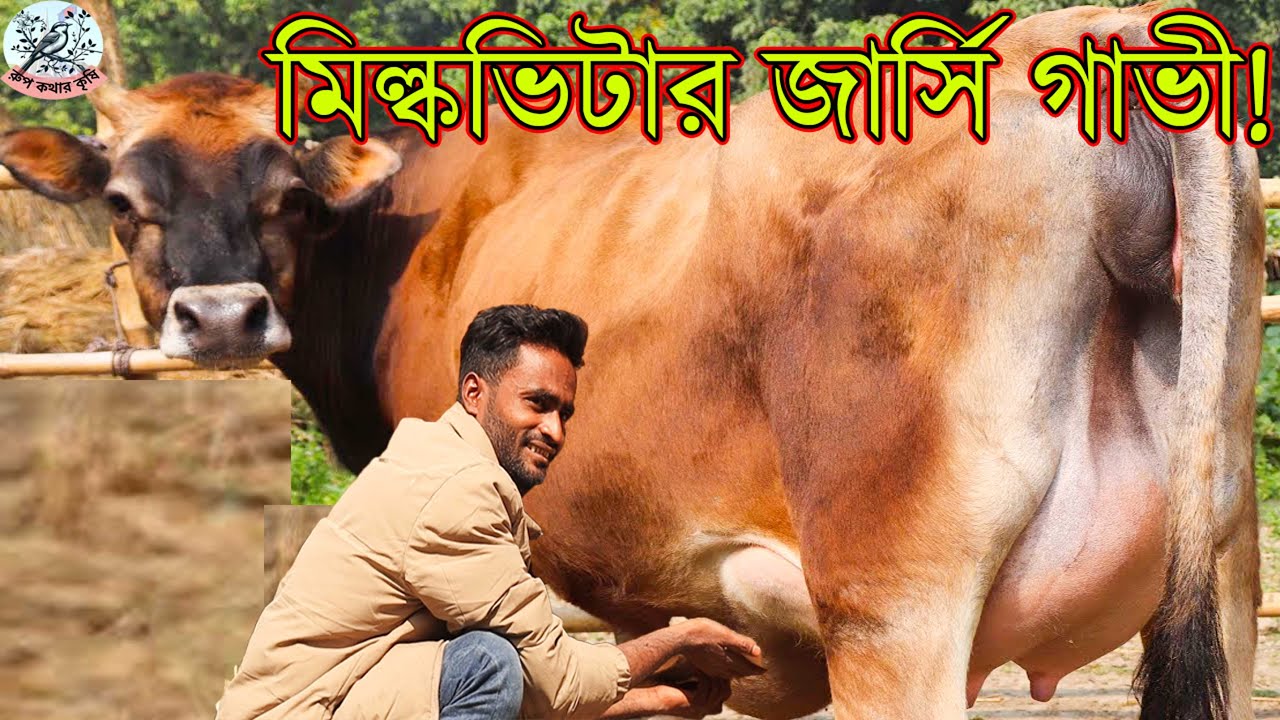 মিলন মামা মানে জাতে মানে সেরা পানির দামে গাভী!বাঘাবাড়ি মিল্কভিটারের জার্সি গাভী। ৩ হাজার লাভ বিক্রি