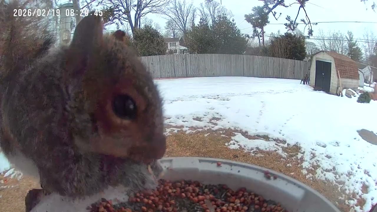 Birds & Squirrels Eat/Fly on Bird Feeder Cam 2K #birds #birdsforcatstowatch #birdidentification