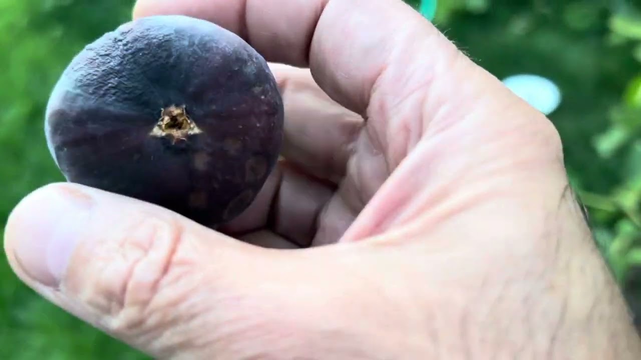 Tasting The I258 Fig Tree