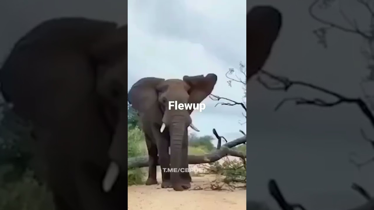 @Flewup token