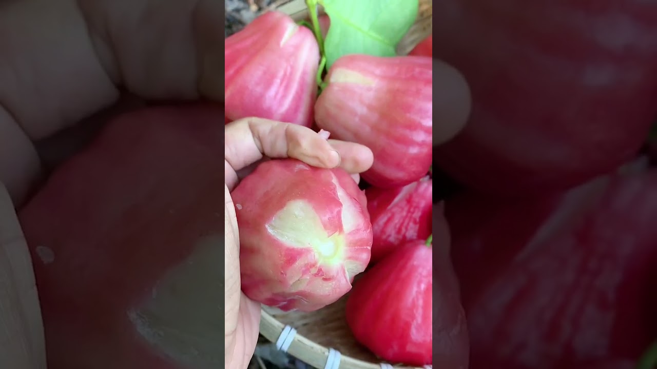 Enjoy beautiful nature with rural life 402 # MP Fresh #fruit #countrylife #farming #freshvegetable