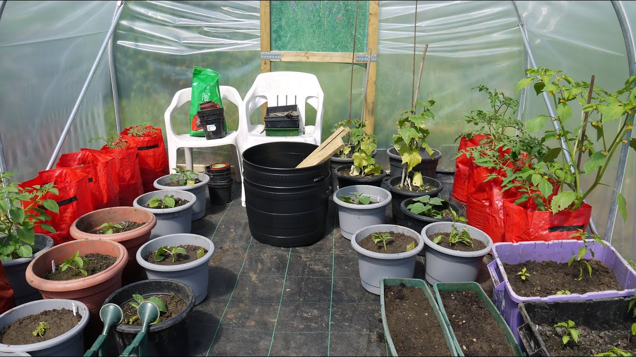 Polytunnel Growing - My First Year