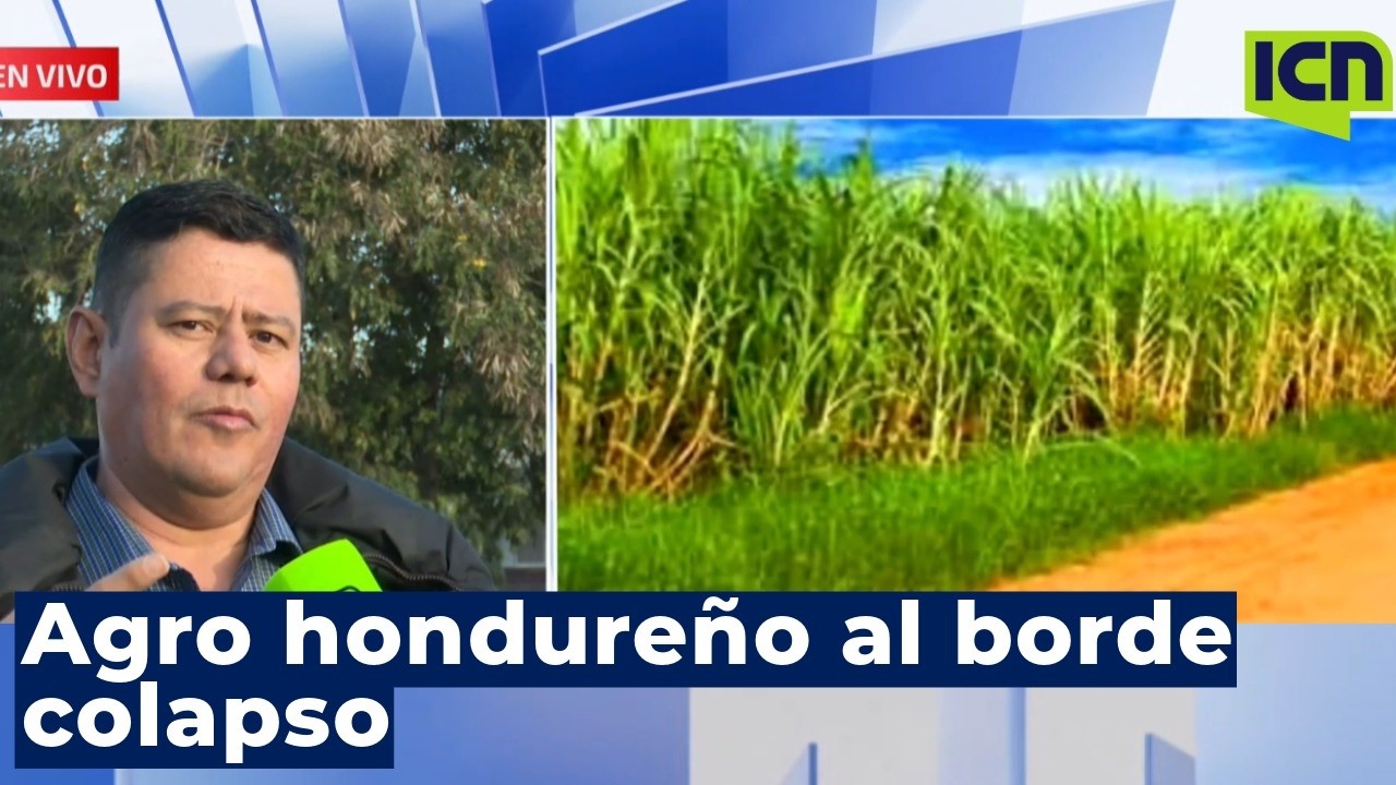 Agro al borde del colapso: 90% del arroz se importa, denuncian productores