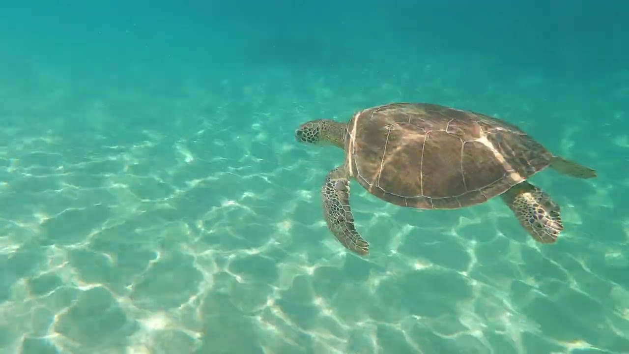 The warm,clear waters of Puerto Rico…