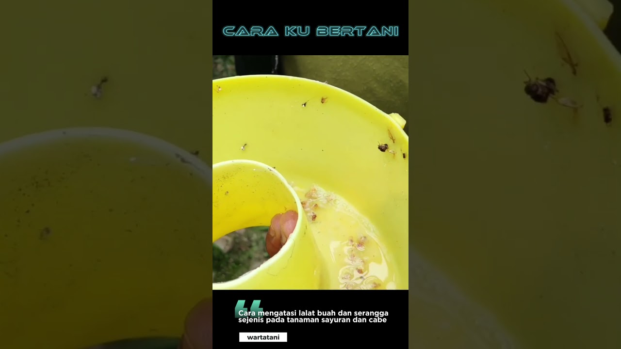 mengatasi lalat buah