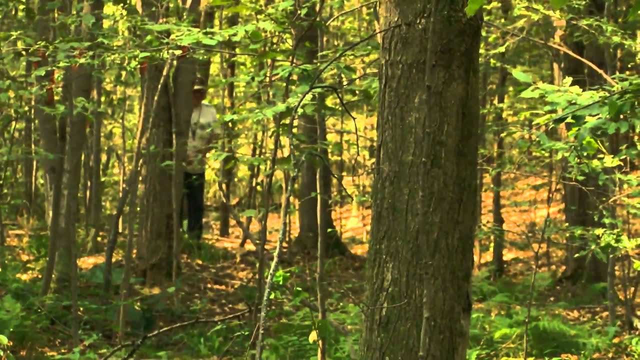 MSU Extension private forest land video: 