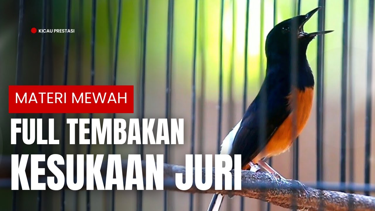 MURAI BATU GACOR FULL ISIAN TEMBAKAN MEWAH AMPUH MELATIH MURAI BATU BONGKAR ISIAN