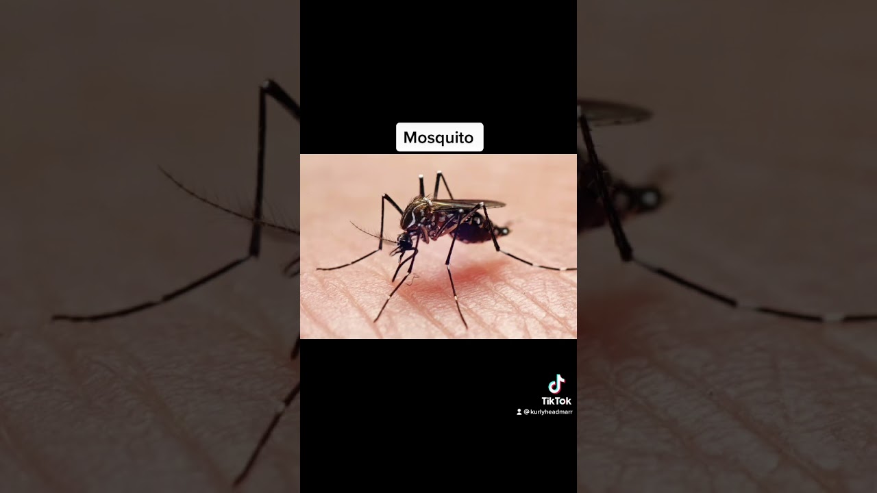 How animals see the world😳 