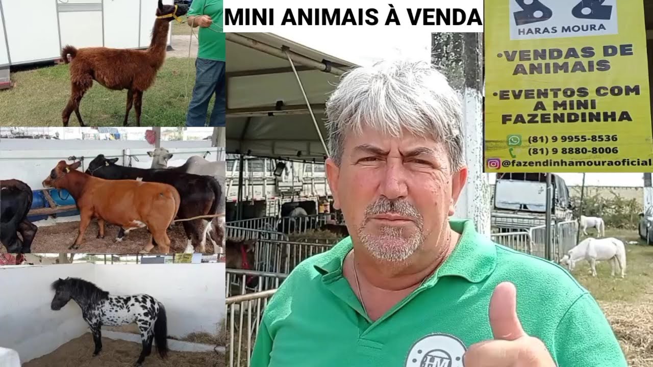mini pônei e mini vacas a venda na exposição de animais em campina grande-PB ano 2023