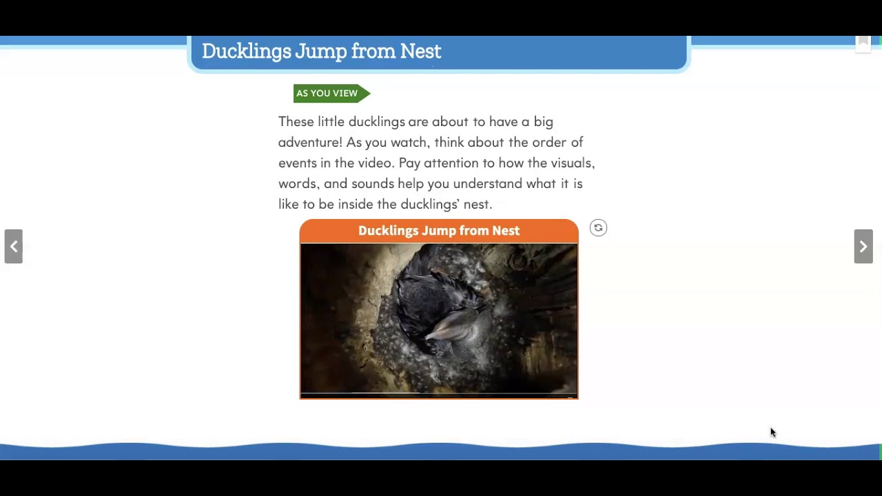 Ducklings Jump From A Nest- Chronological Order