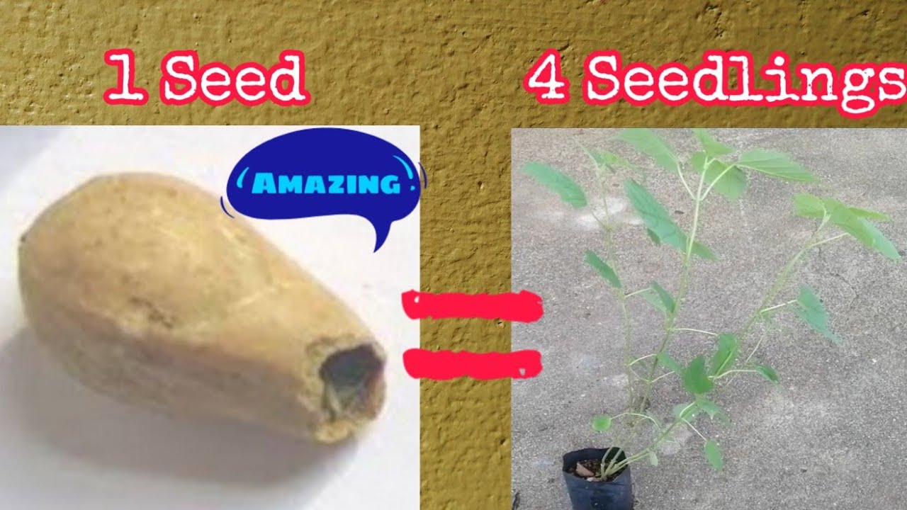 Propagating Melina or GMelina Seed using Vermi Compost||How much is Melina Tree in the Philippines?