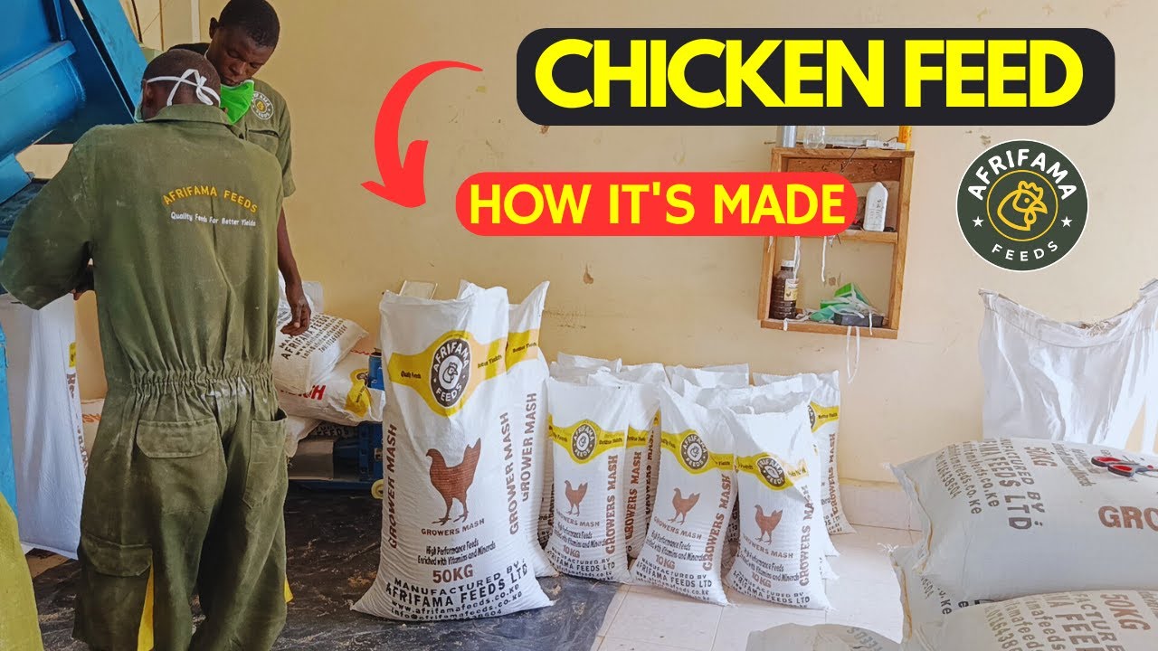 How We Produce Chicken Feed at Our Milling Plant