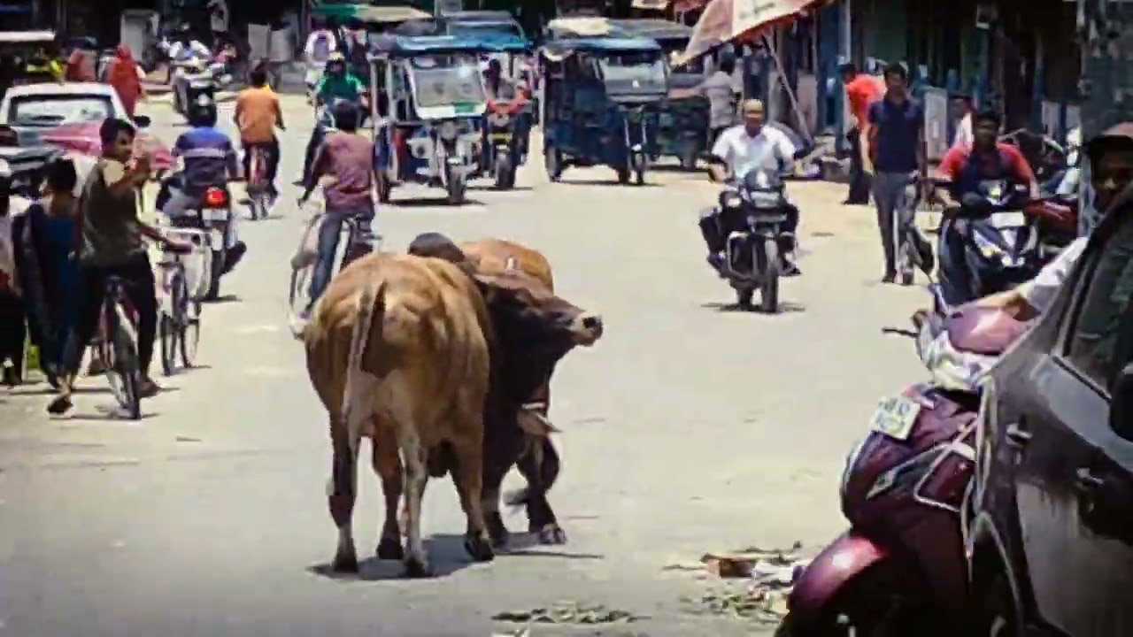 Balurghat Jora bridge -e dui Sunderkand ll ষাড়ের লড়াই ll Bull Fight 👹