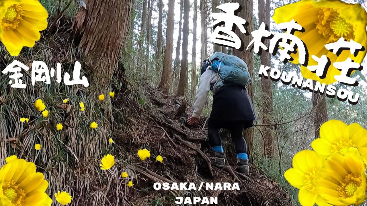 KOUNANSOU IN BLOOM! 金剛山に春の足音🌼福寿草が咲いたよ🌼香楠荘ルートにて