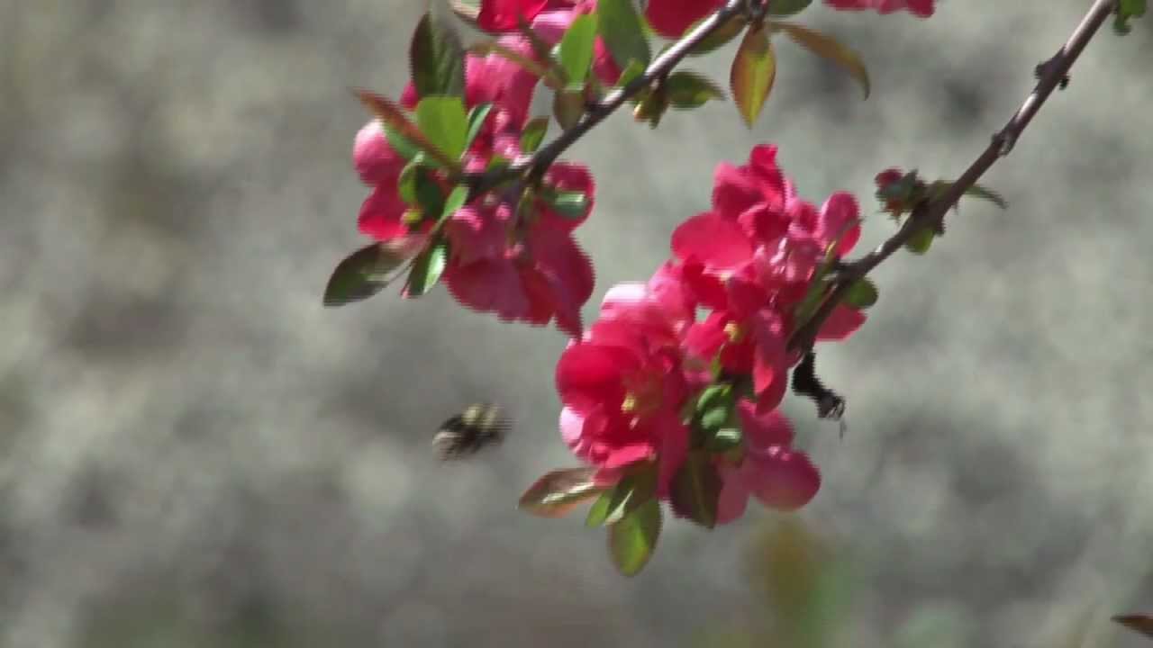 Traditional Chinese Music: 
