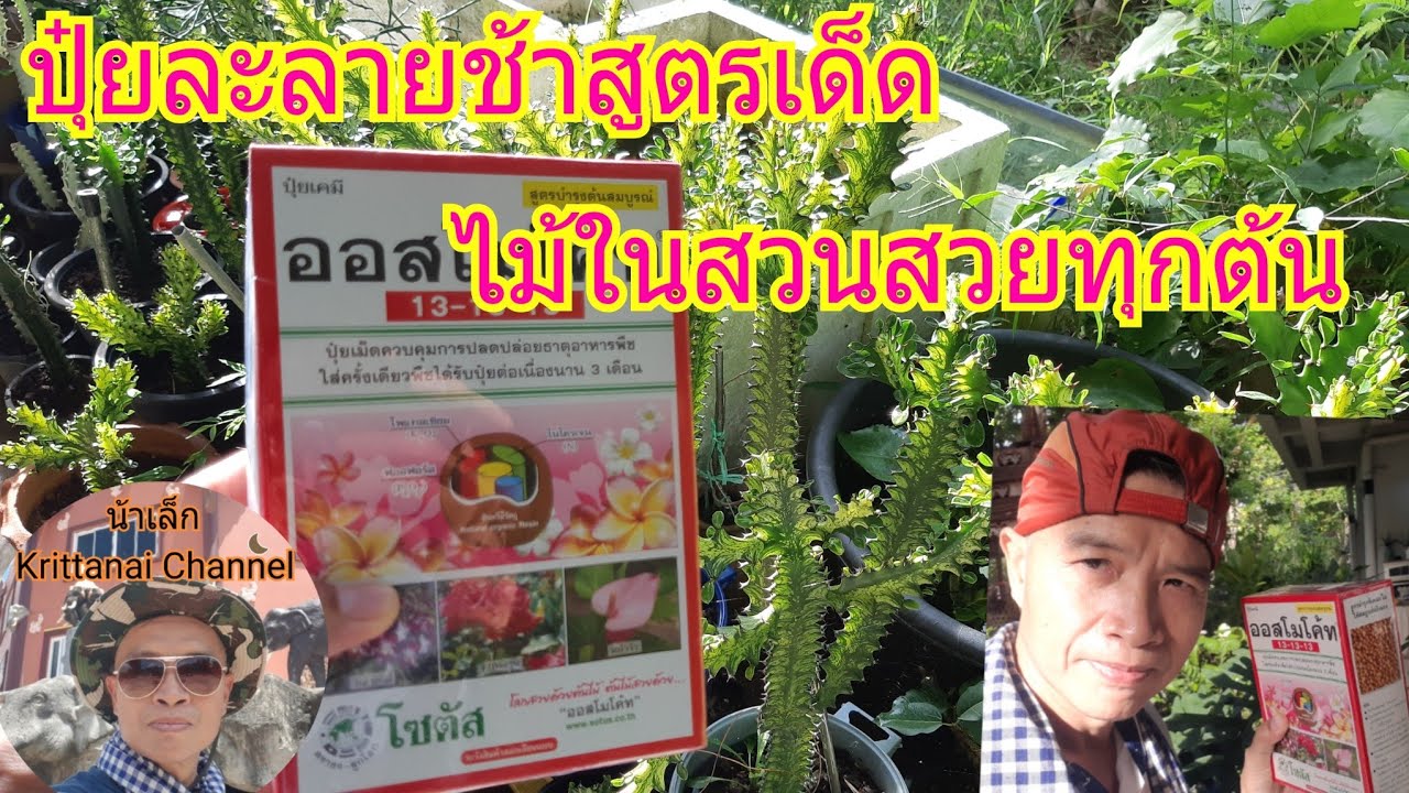 น้าเล็กรีวิว#: ปุ๋ยละลายช้าสูตรเด็ดน้าเล็กใช้ในสวนไม้สวยทุกต้น