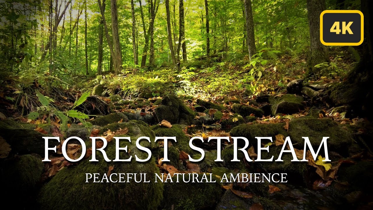 The Colors & Sounds of Calm: 1 Hour of Beautiful Forest Stream in 4K