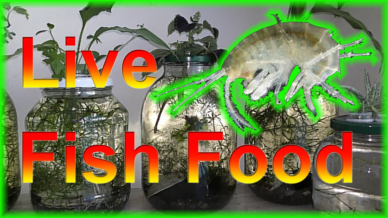 Farming Scuds for Feeding Aquarium Fish