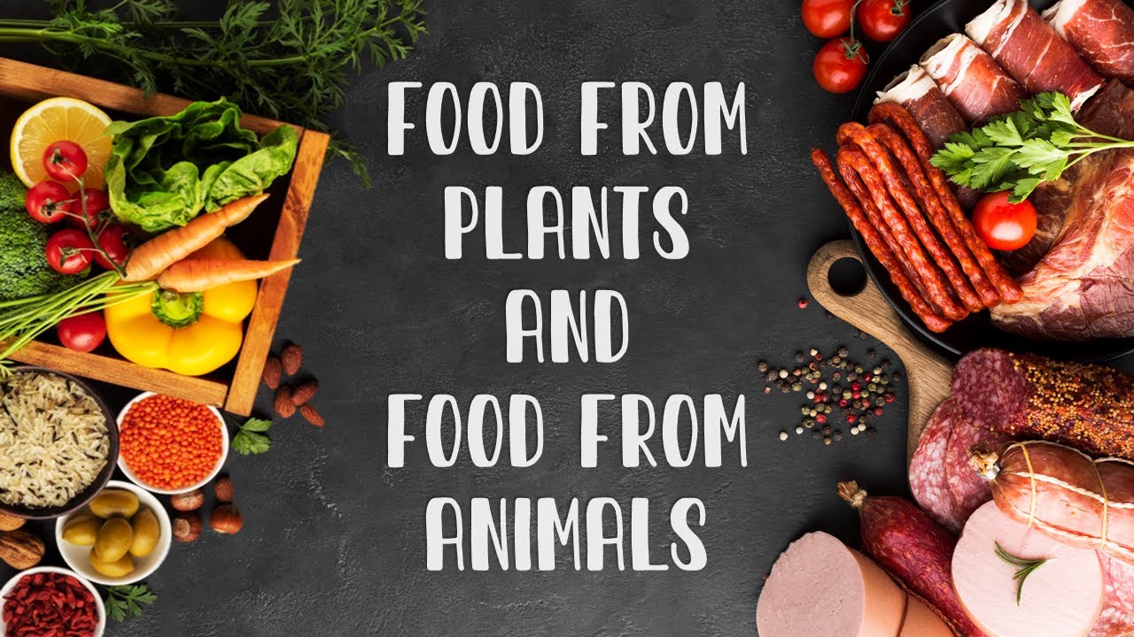 Food from plants and food from animals!