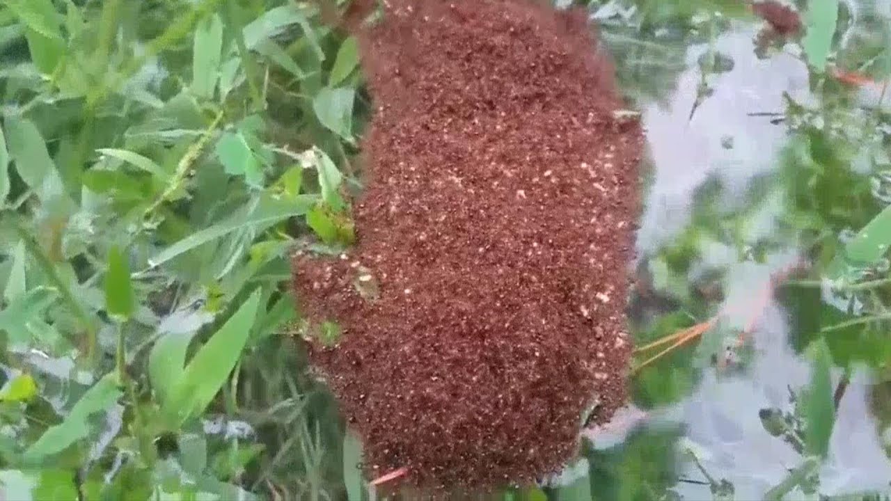 Houston's Latest Harvey-Related Problem...Fire Ants