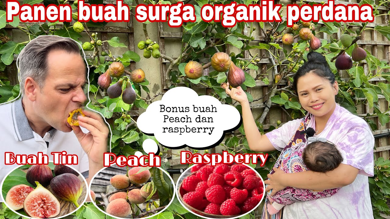 PANEN BUAH SURGA ORGANIK PERDANA TAHUN INI || BONUS BUAH PEACH DAN RASPBERRY