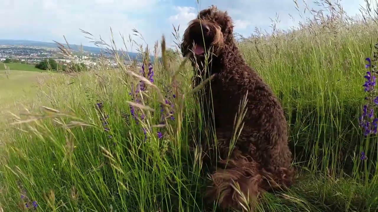 BARBET Quality Time with my beautiful dog.