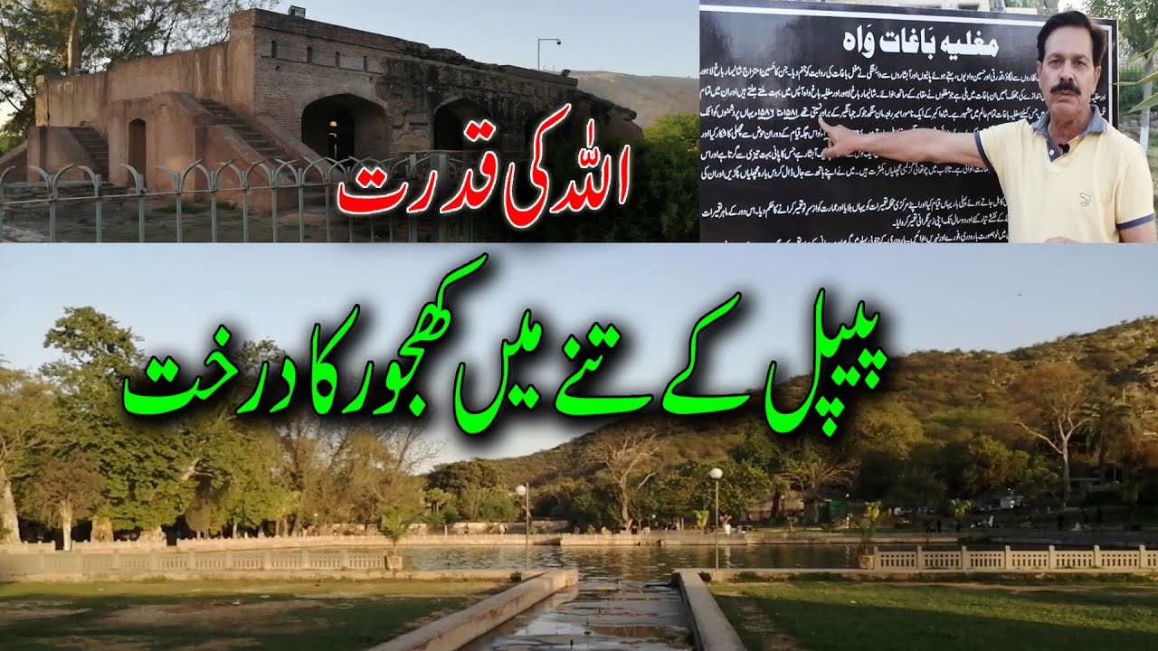 Wah Gardens I Wah Cantt I مغل گارڈن I Mughal Era Heritage I Palm Tree in Peepal Stem I Gilani Logs